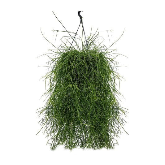Rhipsalis Cassutha 25cm - Ø25cm - ↕60cm