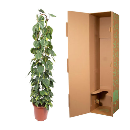 Kletterphilodendron 'Brasil' 160 cm – Exotische Zimmerpflanze