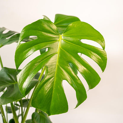 Monstera Deliciosa + Pot Mayk Lead - ↨80cm - Ø21cm