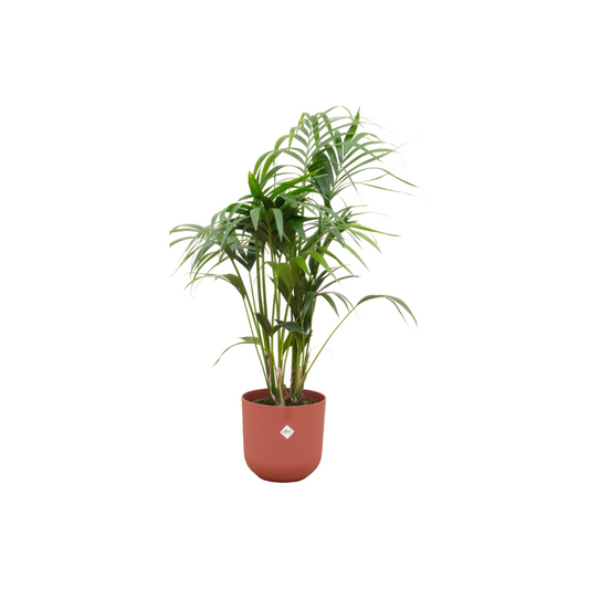 Kentia Palme 130 cm im roten Design-Pflanztopf