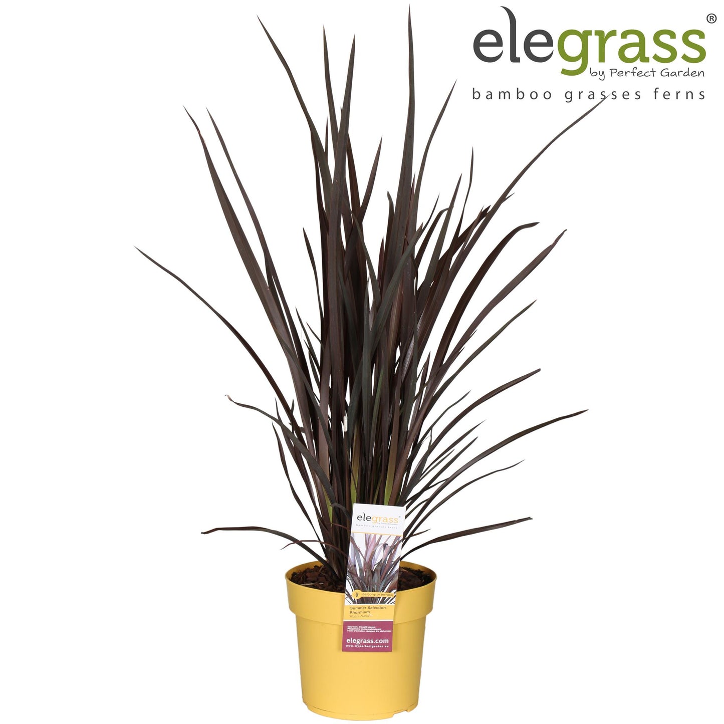 Phormium Rubra Nana - Ø19cm - ↕70cm