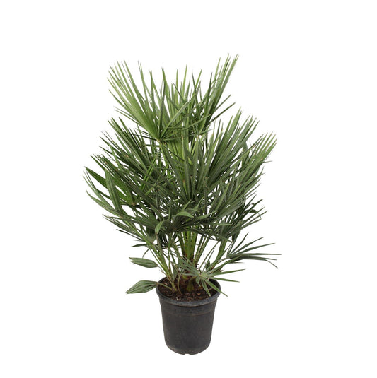 Zwergpalme – 100 cm – Mediterranes Flair für Zuhause