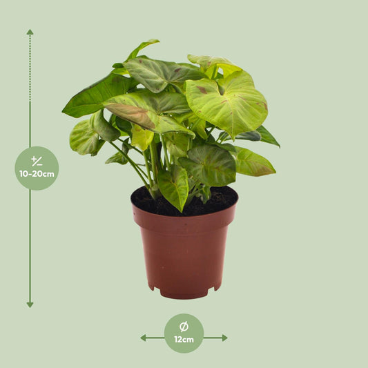 Syngonium Milk Confetti - Ø12cm - ↕20cm
