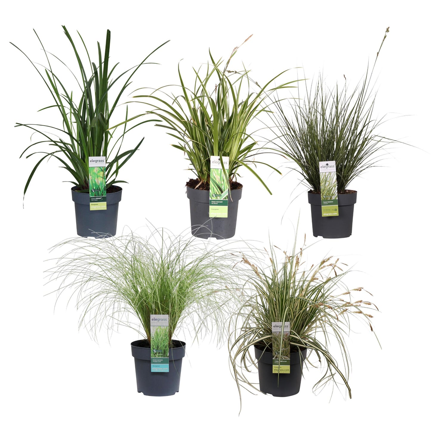 5x - Carex mix - ↨30cm - Ø14