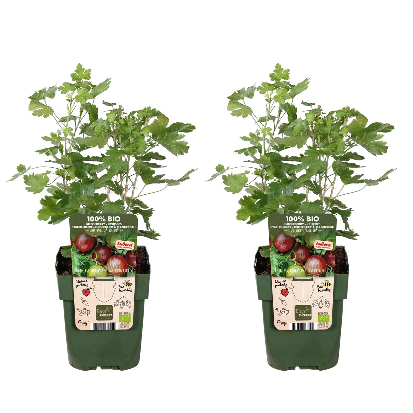 2x - Ribes EasycrispÂ® 'Lady Sun' - ↨45cm - Ø13