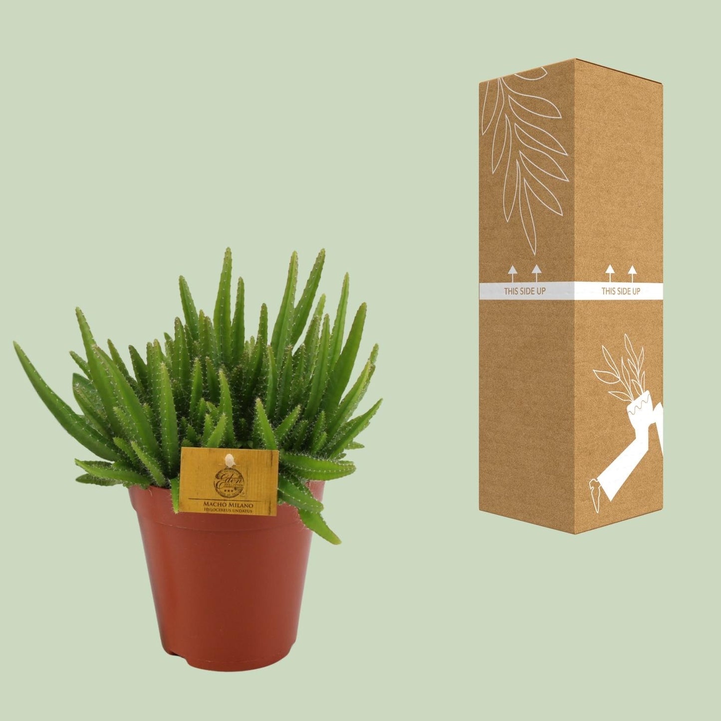 Hylocereus Undatus - Ø15cm - ↕20cm