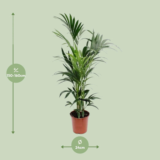 Howea - Ø24cm - ↕160cm
