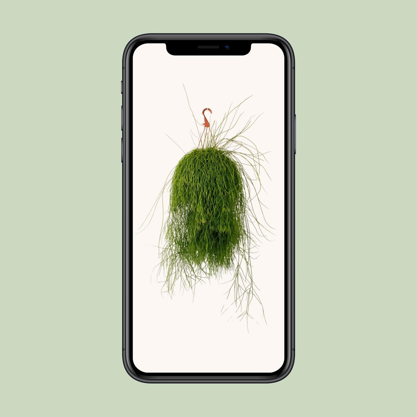 Rhipsalis Cassutha - Ø21cm - ↕50cm