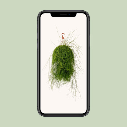 Rhipsalis Cassutha - Ø21cm - ↕50cm