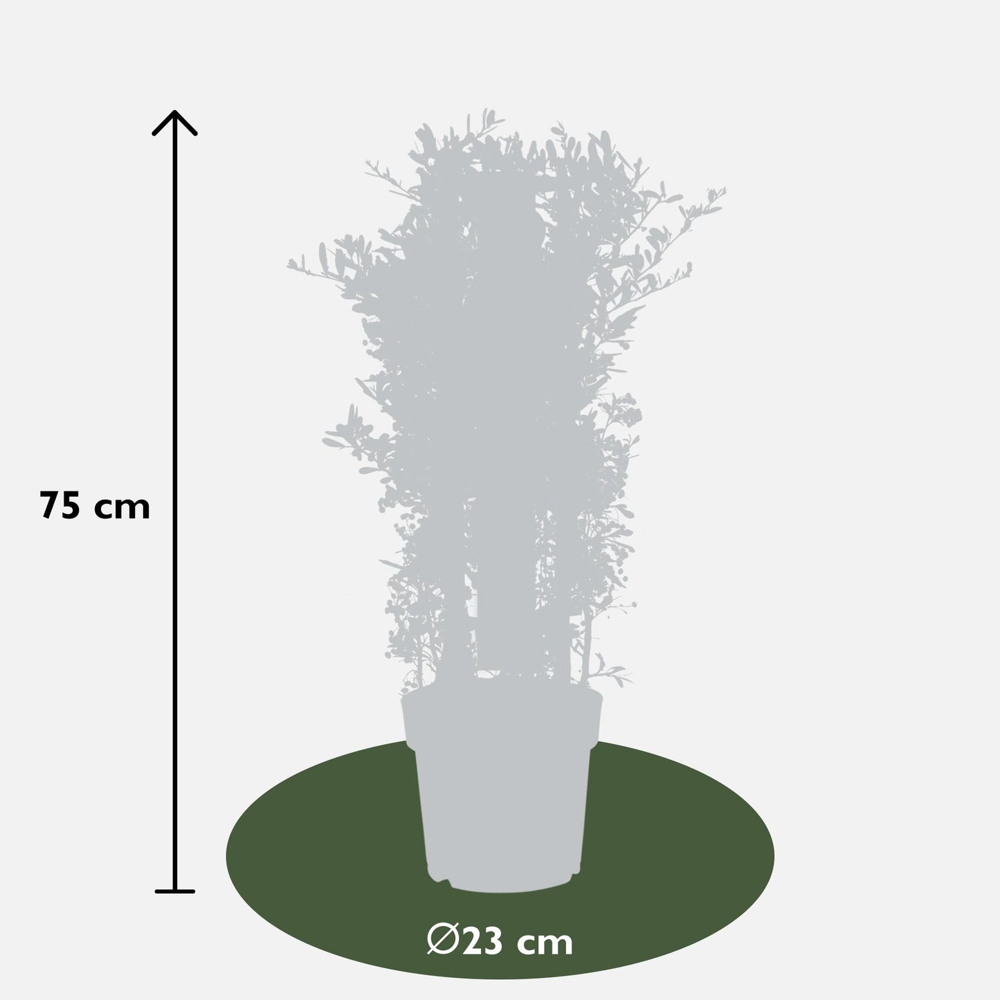 Pyracantha coccinea Red Star - Ø23cm - ↕75cm - Ø23 - ↨75cm