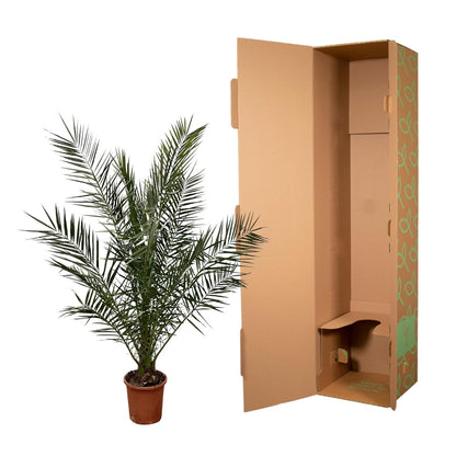 Kanarische Dattelpalme 180 cm – Mediterrane Kübelpflanze