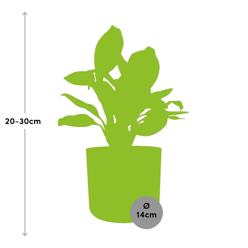 Aglaonema Christina in ELHO b.for soft rond 14cm brique