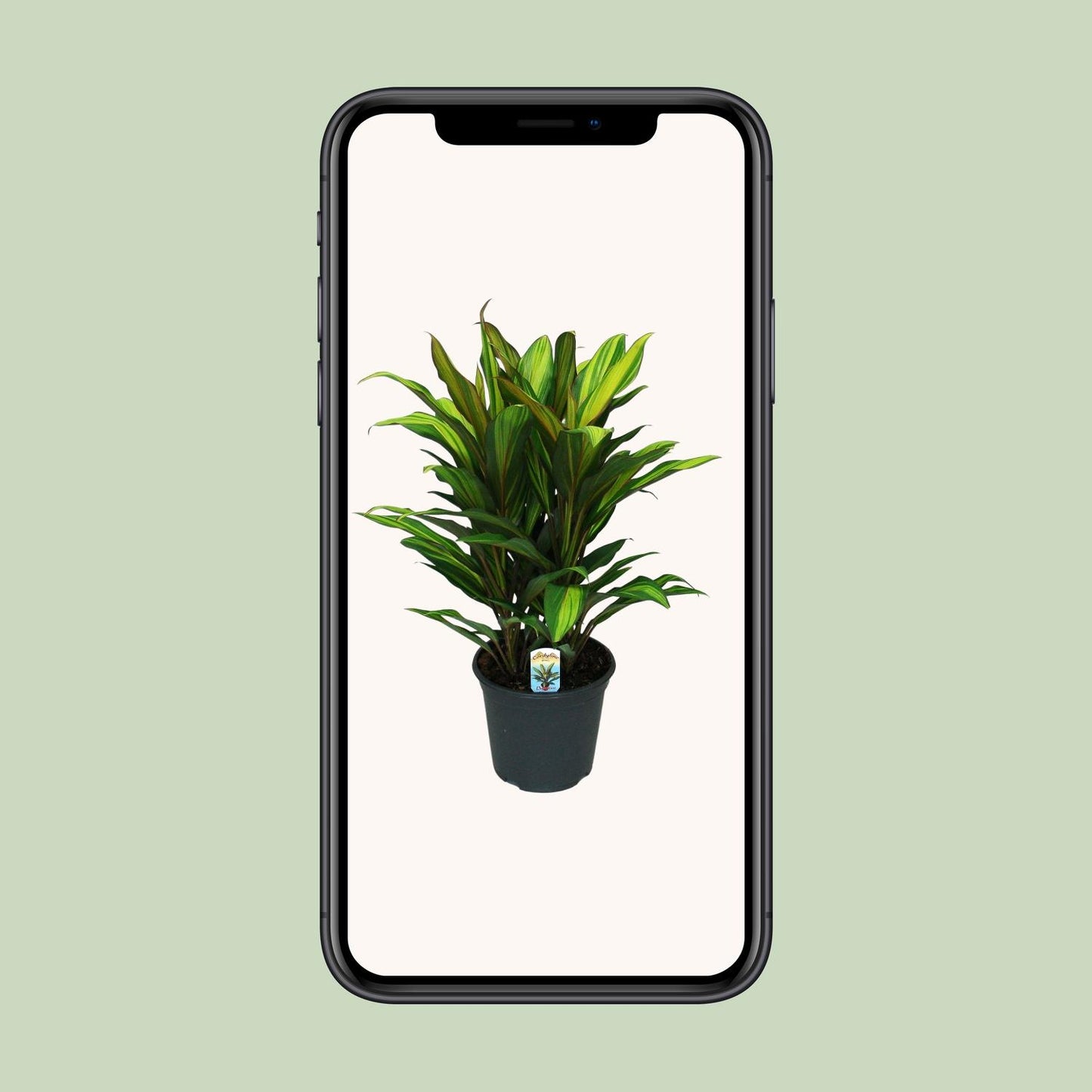 Cordyline Fruticosa Kiwi - Ø19cm - ↕55cm
