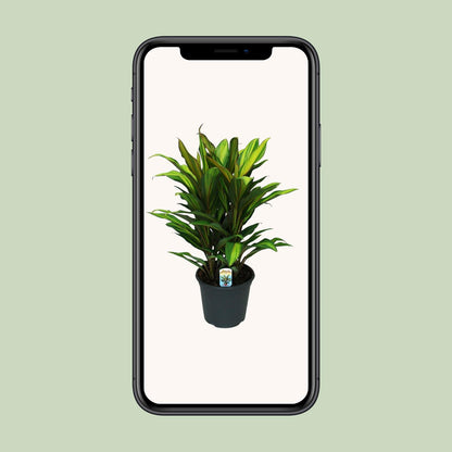 Cordyline Fruticosa Kiwi - Ø19cm - ↕55cm