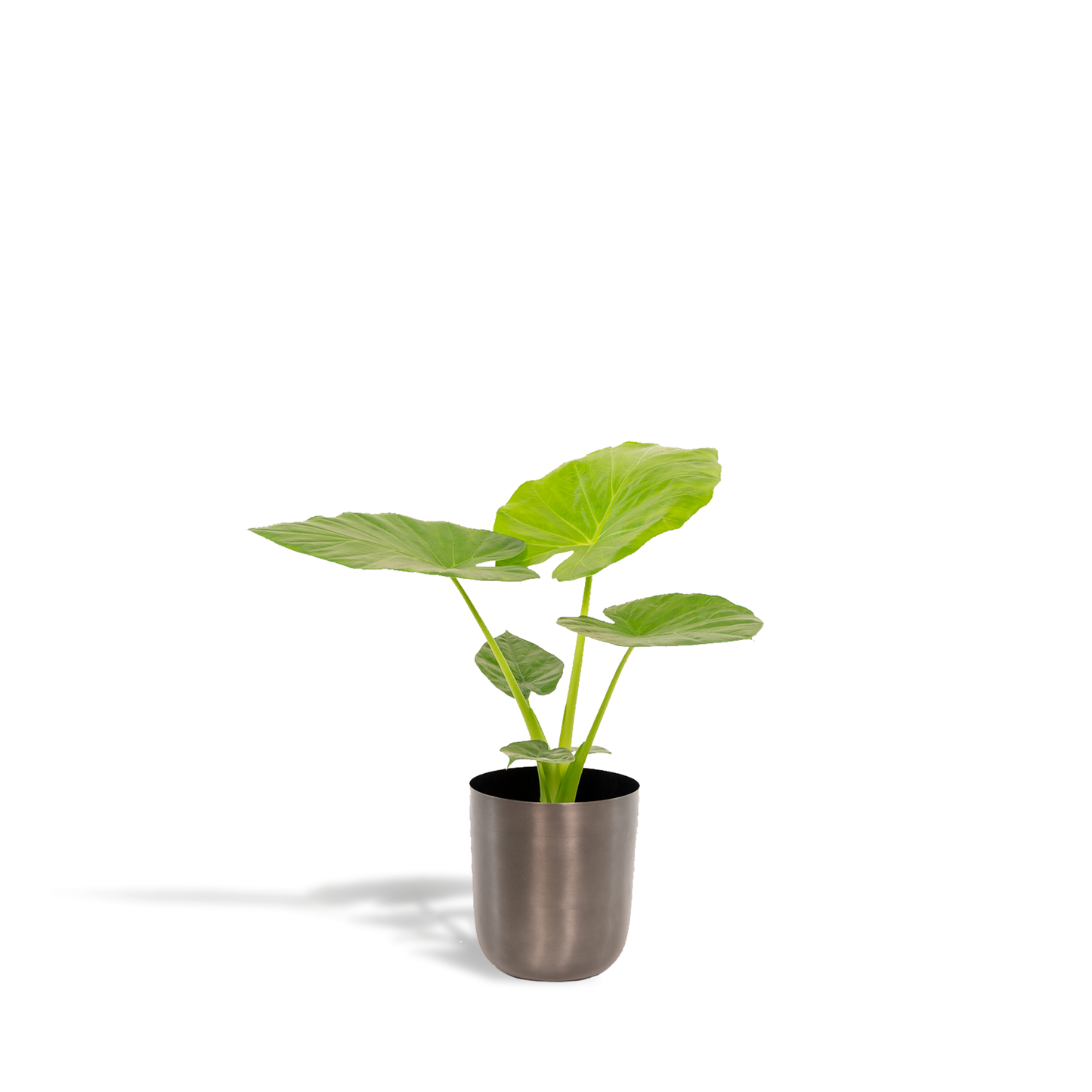 Alocasia Macrorrhiza - Ø19cm - ↕70cm + Topf Mayk Lead