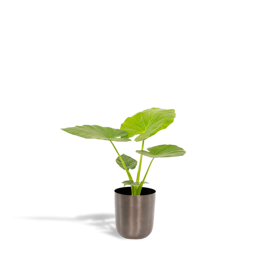 Alocasia Macrorrhiza - Ø19cm - ↕70cm + Topf Mayk Lead