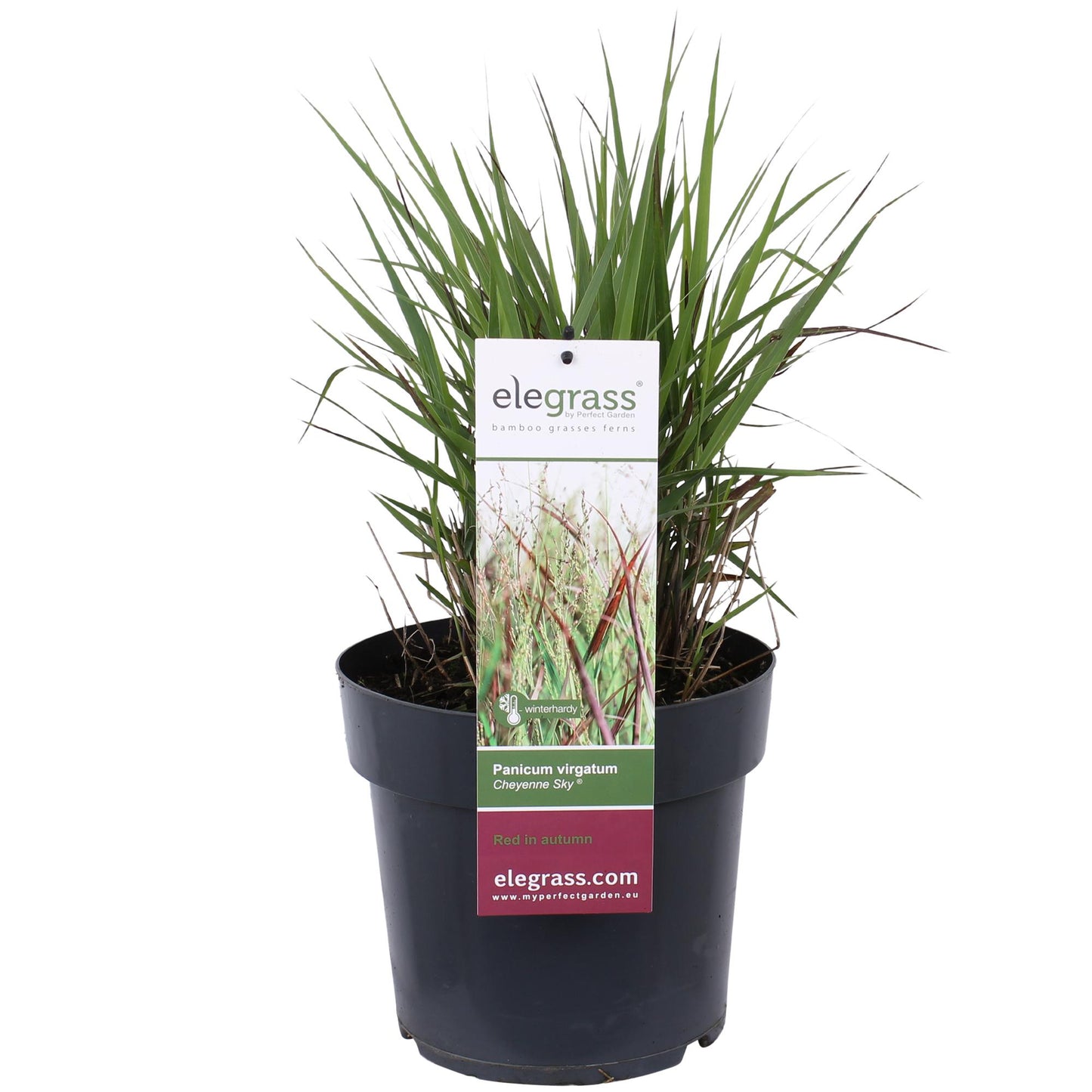 Panicum virgatum Cheyenne Sky - Ø23cm - ↕60cm - Ø23 - ↨60cm