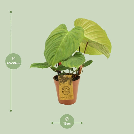 Philodendron Fuzzy Petiole - Ø15cm - ↕50cm