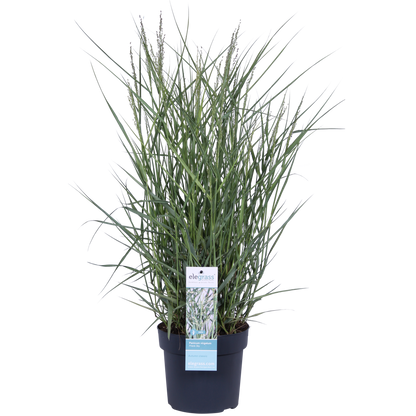 Panicum virgatum 'Prairie Sky' - Ø19cm - ↕50cm