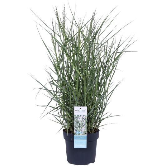 Panicum virgatum 'Prairie Sky' - Ø19cm - ↕50cm