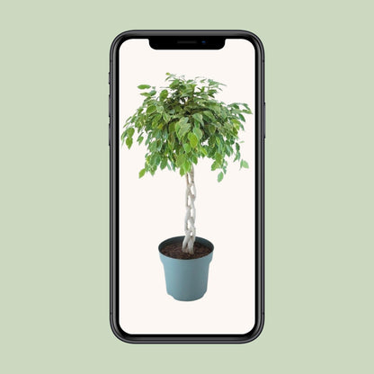 Ficus Safrana / Golden King Gevlochten - Ø27cm - ↕110cm
