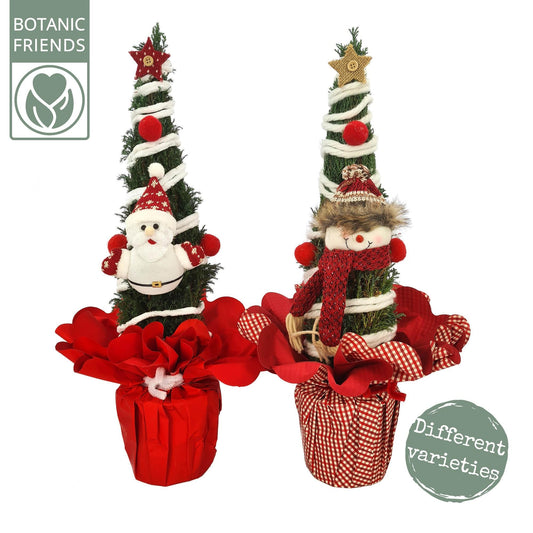 Chamaecyparis Ellwoodii Christmas Friends - 2 stuks - Ø13cm - ↕37cm