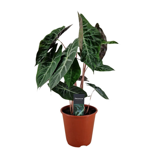 Alocasia Pink Dragon - Ø19cm - ↕75cm