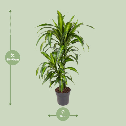 Dracaena Hawaiiana - Ø19cm - ↕90cm