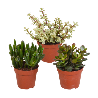 Crassula-Mix 8,5 cm - zonder pot - 3x