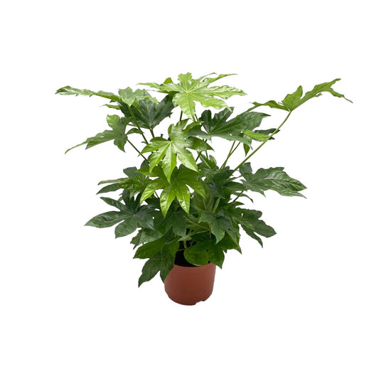 Fatsia Japonica - Ø21cm - ↕85cm