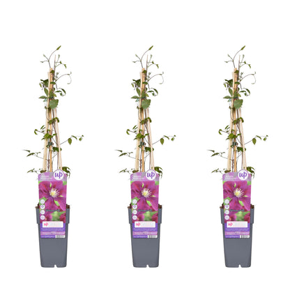 3x - Clematis Warszawska Nike - ↨65cm - Ø15