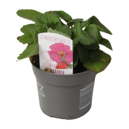 Fragaria Summer Breeze - Ø10,5cm - ↕20cm