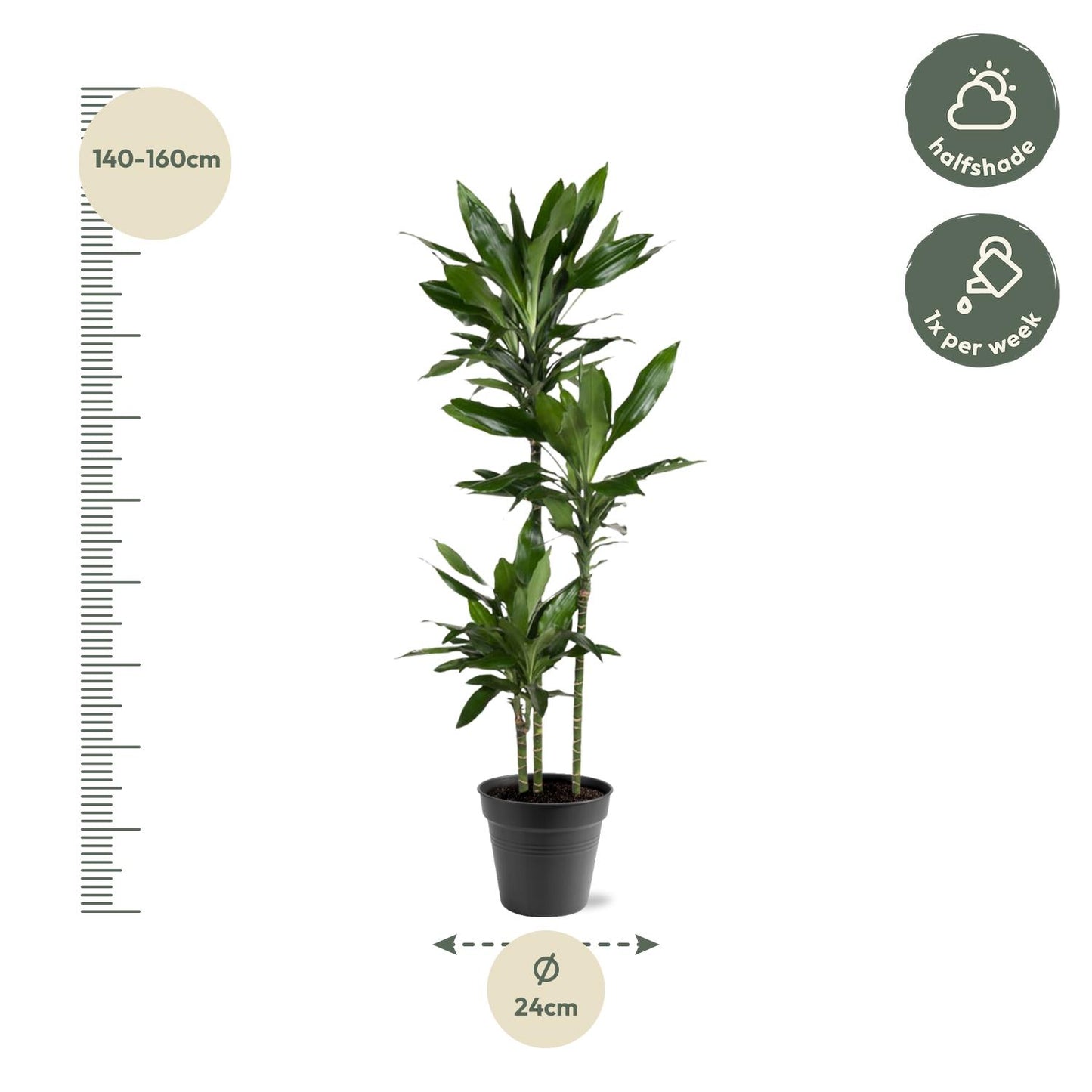 Drachenbaum Janet Lind – Stilvolle, pflegeleichte Zimmerpflanze 160 cm