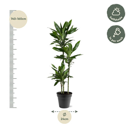 Drachenbaum Janet Lind – Stilvolle, pflegeleichte Zimmerpflanze 160 cm