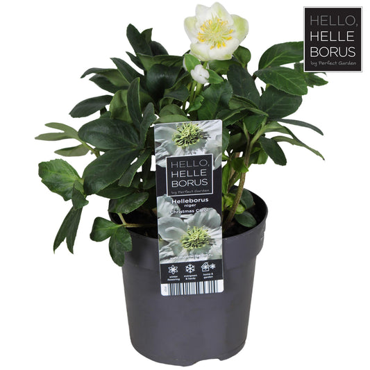 Helleborus Niger 'Christmas Carol' P10,5 - Ø10,5cm - ↕20cm