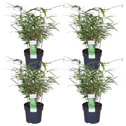 4x - Fargesia rufa - ↨40cm - Ø14