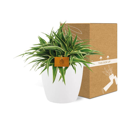 Chlorophytum Ocean 15cm in ELHO brussels 16 cm round white