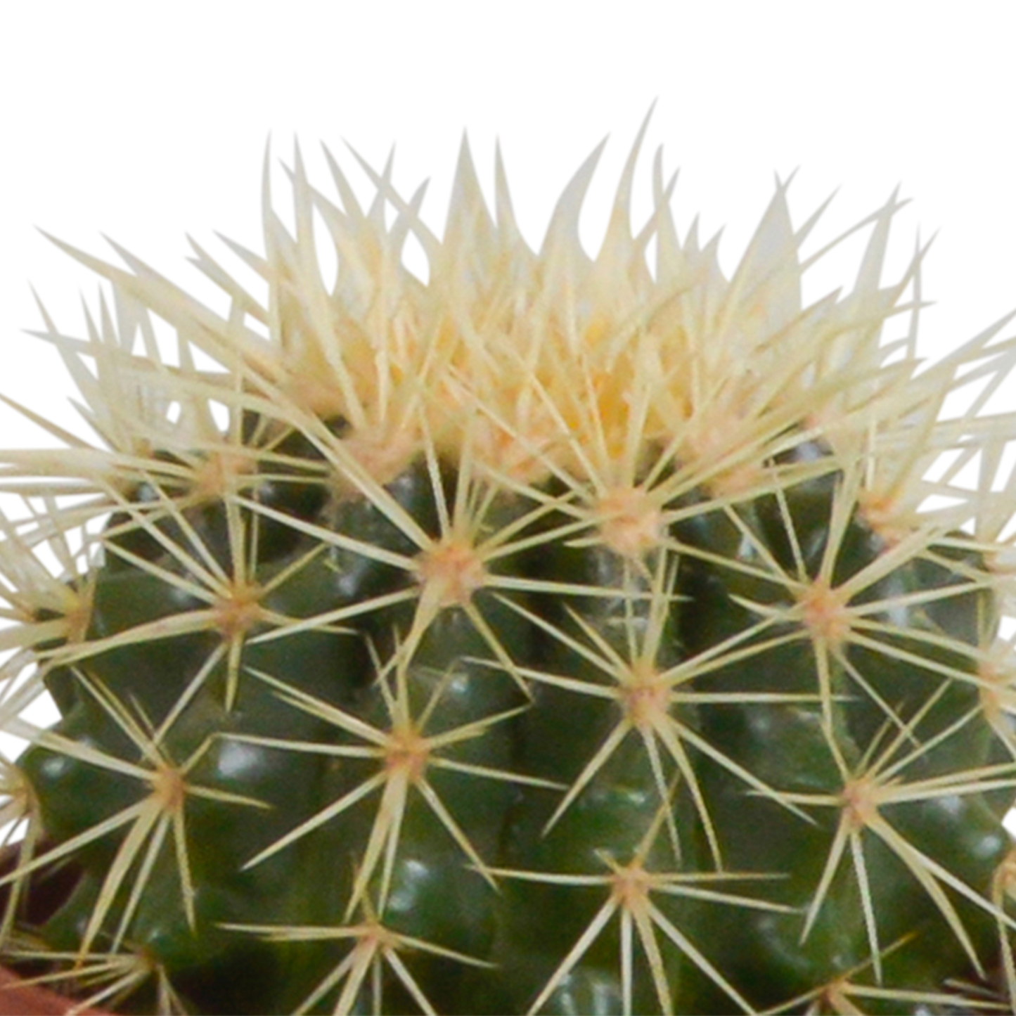 Kakteenmischung 10,5 cm - 3x - zonder pot
