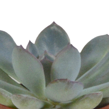 Vetplanten-Mischung 5,5 cm - 5x - in witte pot