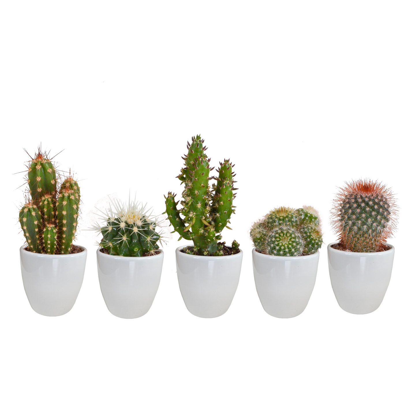 Kakteen Mix 5er Set – Pflegeleichte Mini Wüstenpflanzen