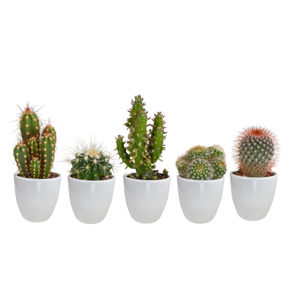 Kakteen Mix 5er Set – Pflegeleichte Mini Wüstenpflanzen