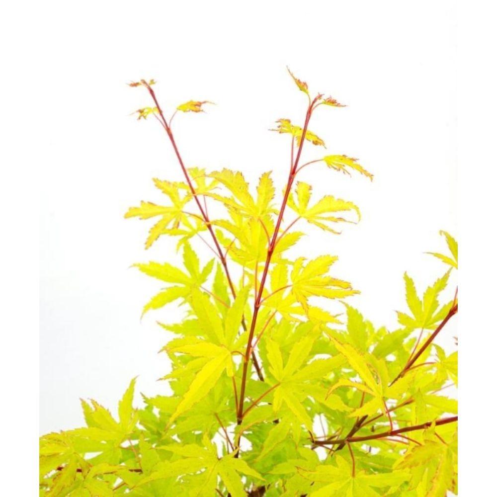 Acer palm. 'Anne Irene' - Ø19cm - ↕40cm