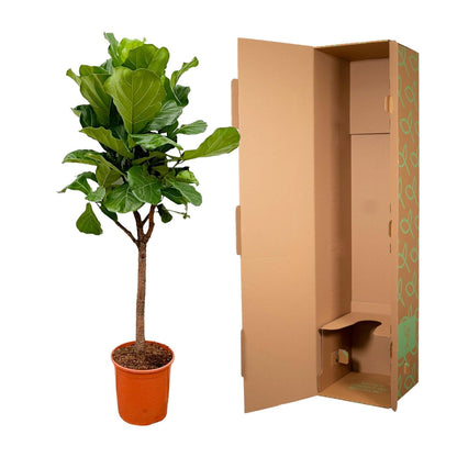 Geigenfeige 170 cm – Elegante, pflegeleichte Zimmerpflanze