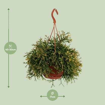 Rhipsalis Clavata - Ø17cm - ↕45cm