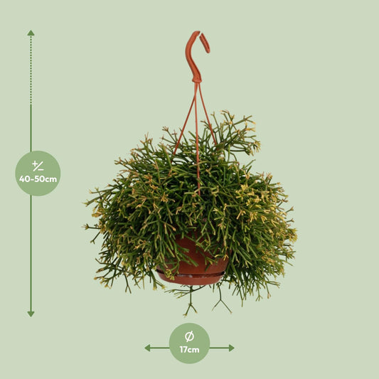 Rhipsalis Clavata - Ø17cm - ↕45cm