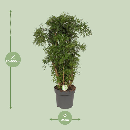 Polyscias Hawaiian - Ø24cm - ↕95cm