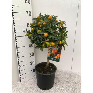 Citrus Kumquat op Stam - Ø21cm - ↕75cm