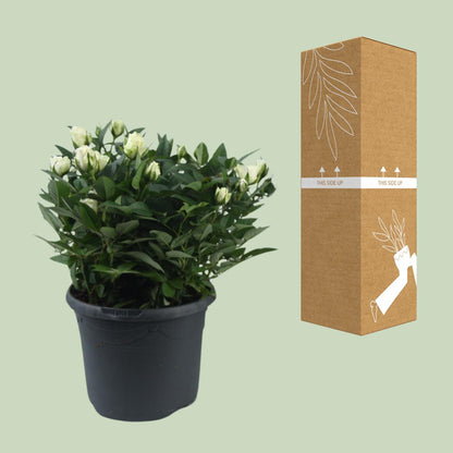 Rosa Jewel Patio White - Ø17cm - ↕30cm