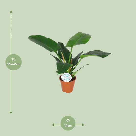 Philodendron Imperial Green - Ø14cm - ↕40cm