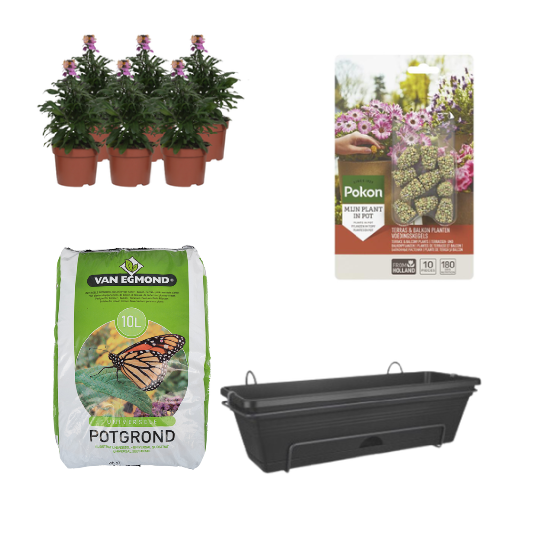 Balkonpflanzgefäß Schwarz DIY-Set - Erysimum Purple Glow